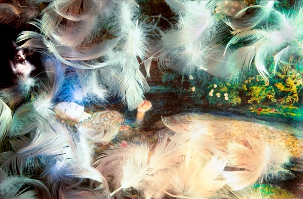 Triumph Of Virtue- Feathers by Clara Feder from Paul & Virginia series
