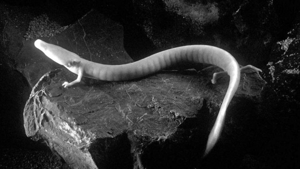 Olm salamander from the Dinaric Alps.